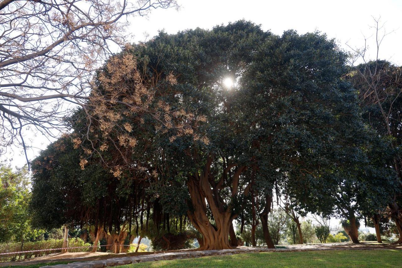 בנאלמדנה Apartamentos Dc מראה חיצוני תמונה
